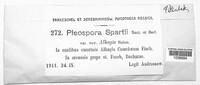 Pleospora spartii image
